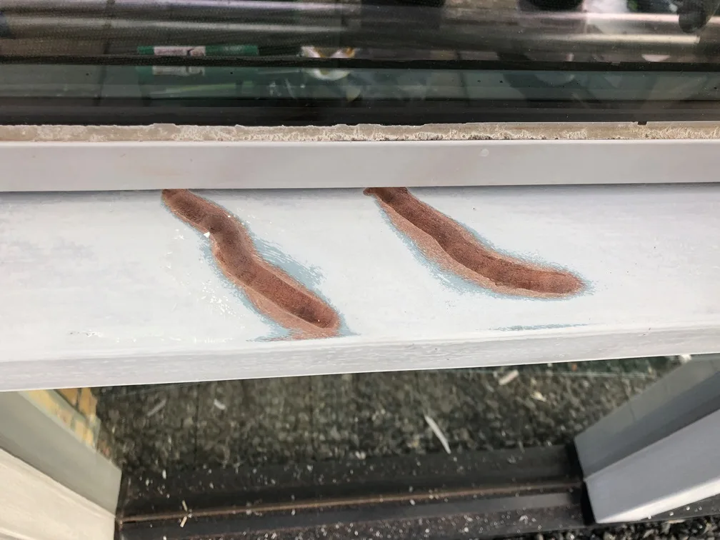 Mooi op diepte en voorbij scheur uitgefreest